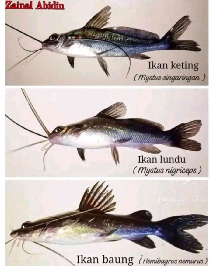 Perbedaan ikan keting, Oker-oker (lundu) dan Gribig(baung)(Sumber: Facebook Zainal Abidin)