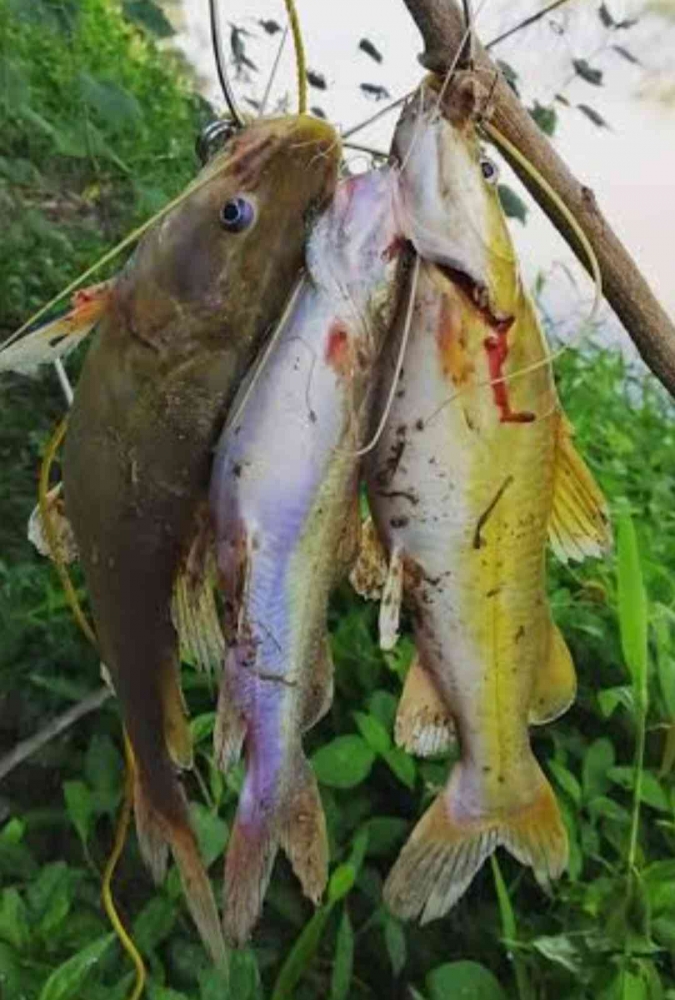 Ikan Gribig/baung(courtesy: kosmo.com)