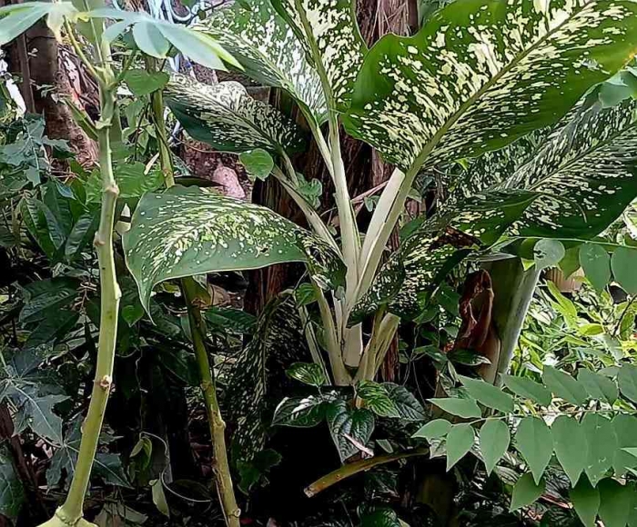 Bunga Sri Redjeki / beras Wutah (Dokumentasi pribadi: Isti Yogiswandani)