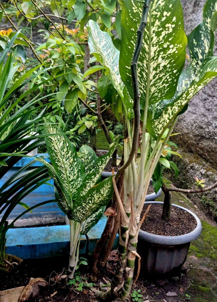 Bunga Sri Redjeki/ beras Wutah (Dokumentasi pribadi: Isti Yogiswandani)