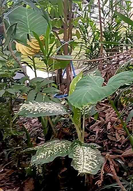 Bunga Sri Redjeki/ beras Wutah (Dokumentasi pribadi: Isti Yogiswandani)