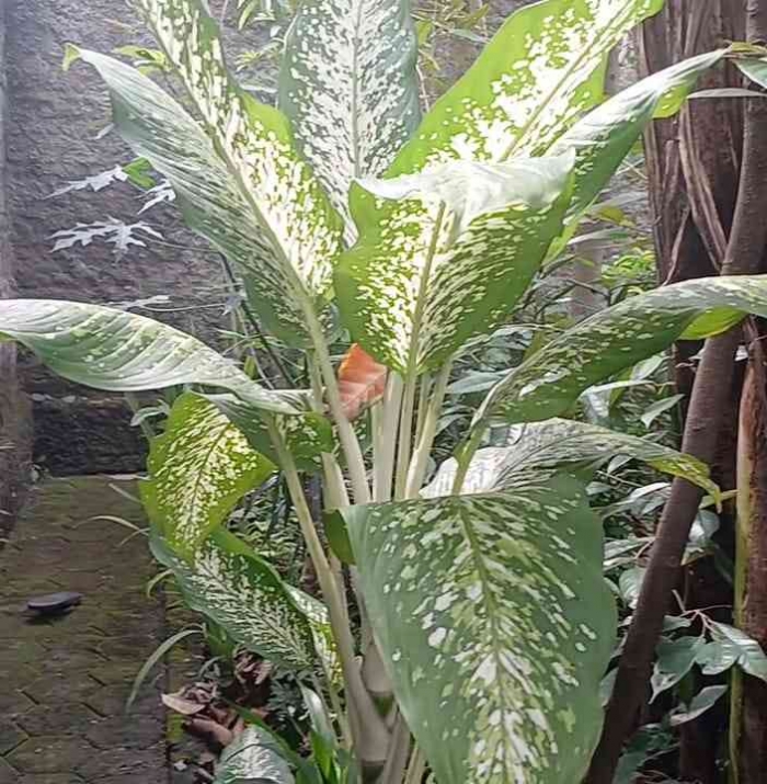 Bunga Sri Redjeki / beras Wutah (Dokumentasi pribadi: Isti Yogiswandani)