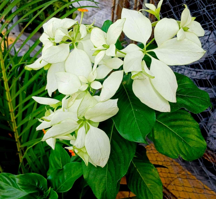 Bunga Nusa Indah (Dokumentasi pribadi: Isti Yogiswandani)