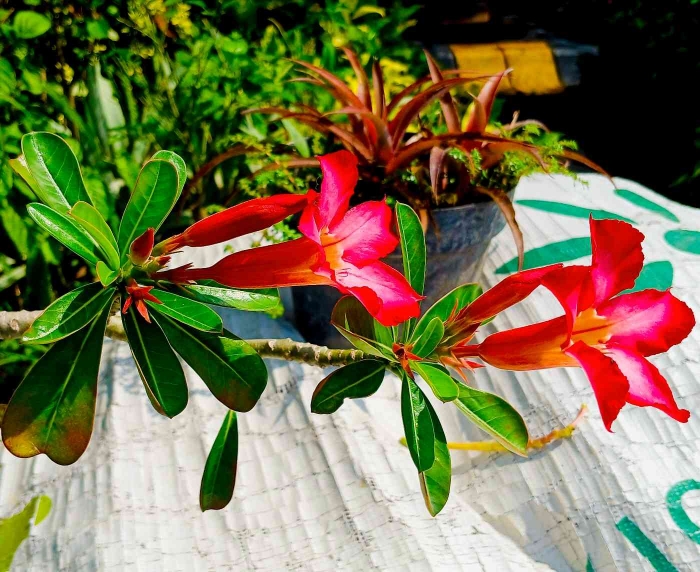 Mawar Gurun (Dokumentasi pribadi: Isti Yogiswandani)