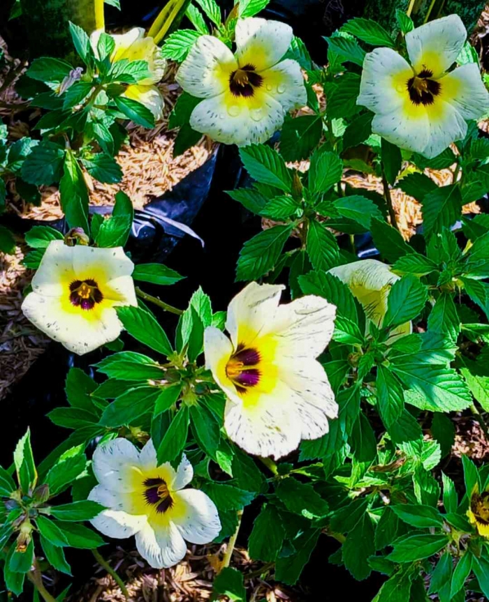 Turnera (Dokumentasi pribadi: Isti Yogiswandani)