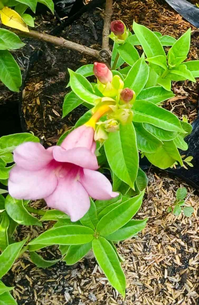 Allamanda blanchetii, atau Alamanda ungu(Dokumentasi pribadi: Isti Yogiswandani)