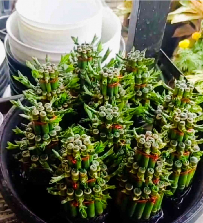 Bambu hoki(Dokumentasi pribadi: Isti Yogiswandani)