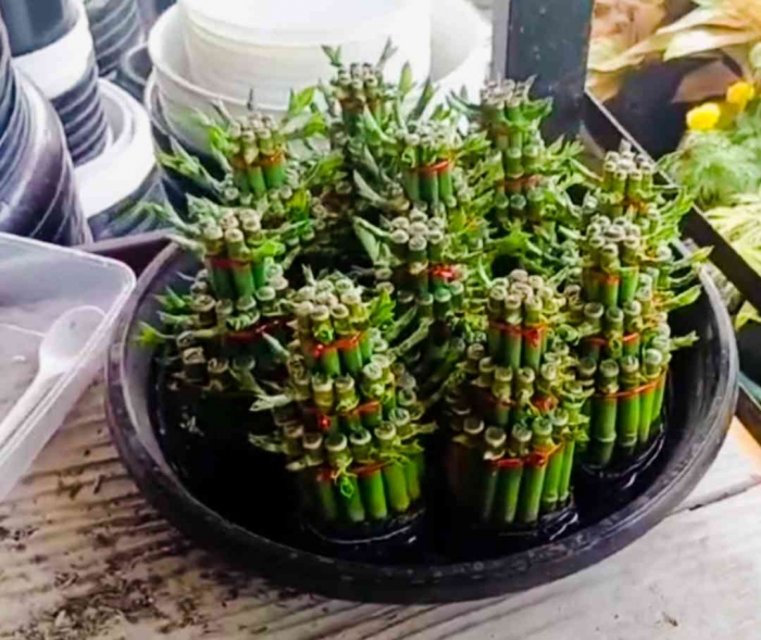 Bambu hoki(Dokumentasi pribadi: Isti Yogiswandani)