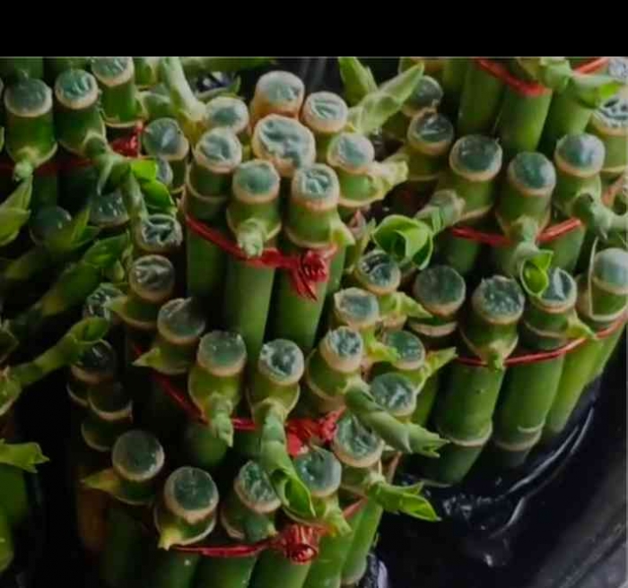 Bambu hoki(Dokumentasi pribadi: Isti Yogiswandani)