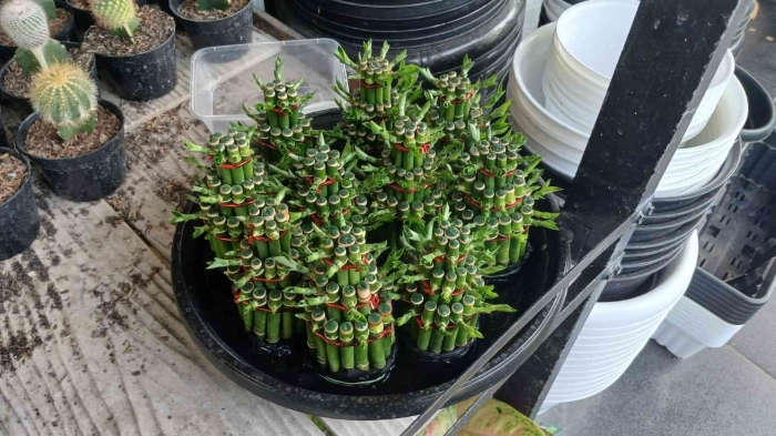 Bambu hoki(Dokumentasi pribadi: Isti Yogiswandani)