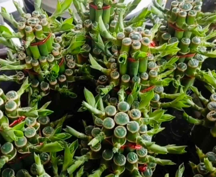 Bambu hoki(Dokumentasi pribadi: Isti Yogiswandani)