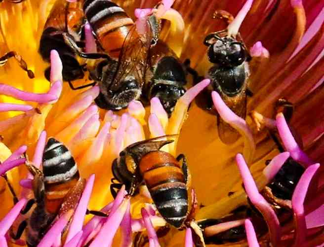 Lebah klanceng(sumber: Wikipedia.com)