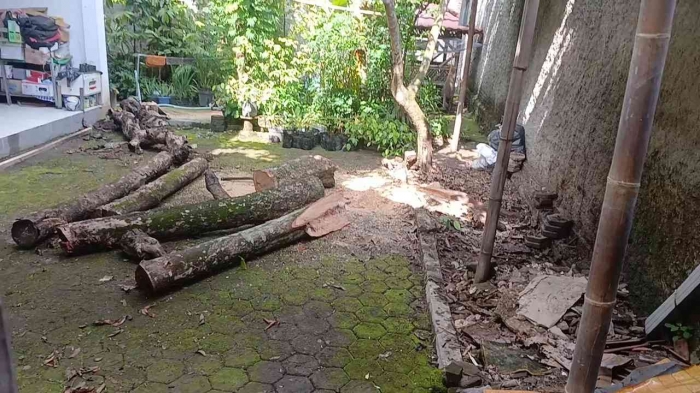 Potong Pohon: Tindakan Preventif Mengamankan Rumah Musim Hujan(Dokumentasi Pribadi: Isti Yogiswandani)