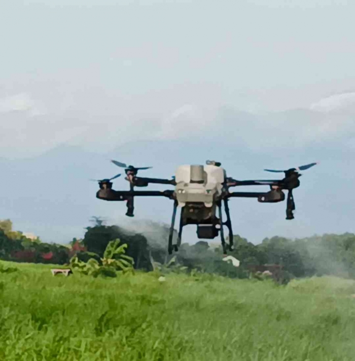Drone milik Pak Lurah sedang melaksanakan tugasnya menyiram tanaman tebu.