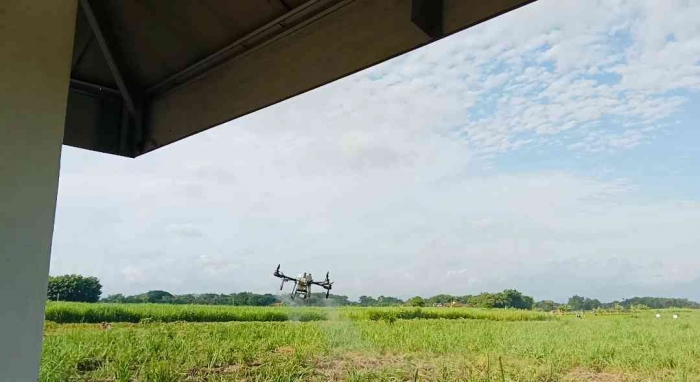 Mengintip drone yang sedang menyiram tanaman tebu dari gazebo (Dokumentasi pribadi: Isti Yogiswandani)