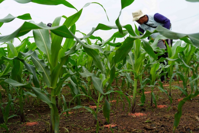 Foto Petani yang sedang manabur pupuk untuk menanam tanaman jagung. (Sumber Kompasianer/Nur Taufik).