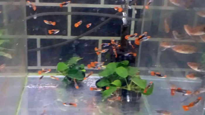 Budidaya ikan di akuarium (Dokumentasi pribadi: Isti Yogiswandani)