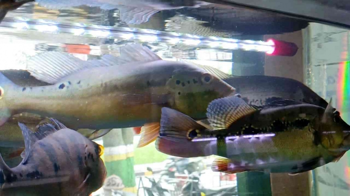 Ikan hias di Akuarium (Dokumentasi pribadi: Isti Yogiswandani)