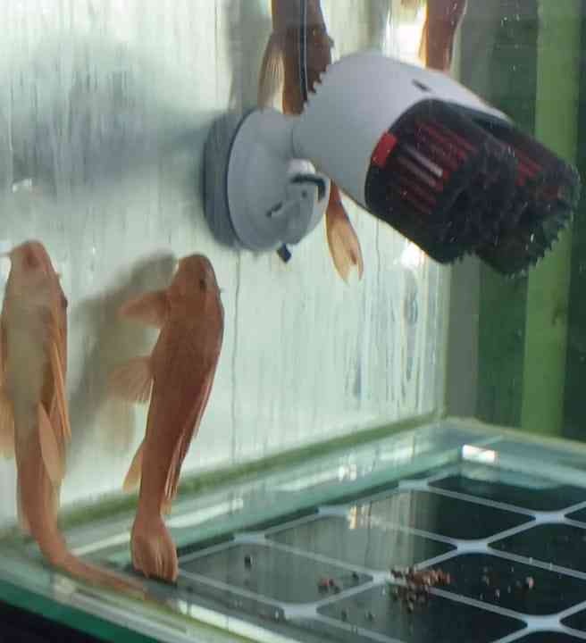 Ikan pembersih dinding(Dokumentasi pribadi: Isti Yogiswandani)