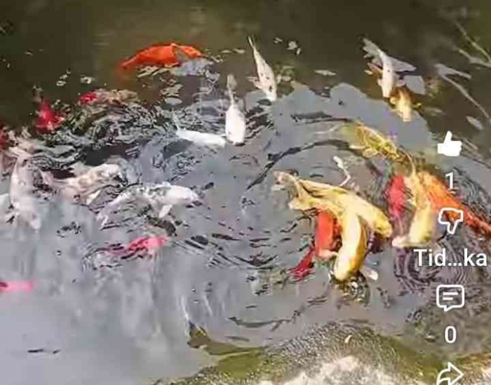 Foto Tangkap Layar Video di Yotube. Sumber: Dokumentasi Pribadi