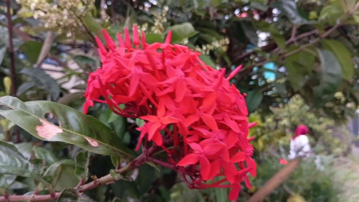 Foto Bunga Warga Desa. Sumber Dokumentasi Pribadi.