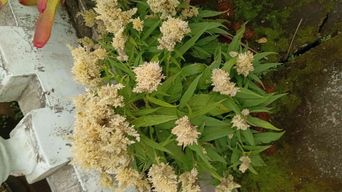 Foto Bunga Warga Desa. Sumber Dokumentasi Pribadi