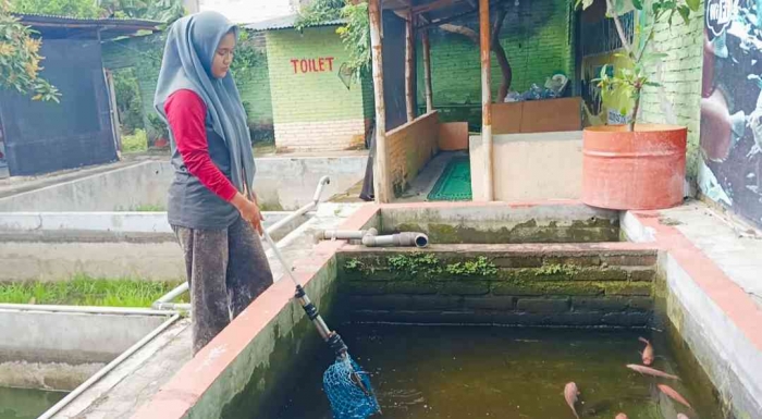 Ikan nila fresh ditangkap langsung dari kolam (Dokumentasi pribadi: Isti Yogiswandani)