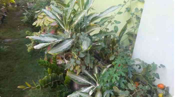 Integrated farming di lorong sempit, bisa panen ikan, sayur, dan manfaatkan toga yang ada (dok foto: Gregorius Nafanu)