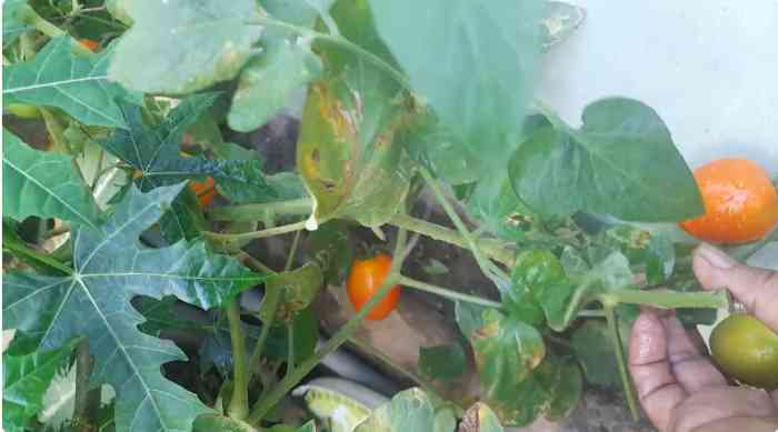 Panen tomat yang ditanam di dalam ember bocor, diletakkan di samping bak ikan (dok foto: Gregorius Nafanu)