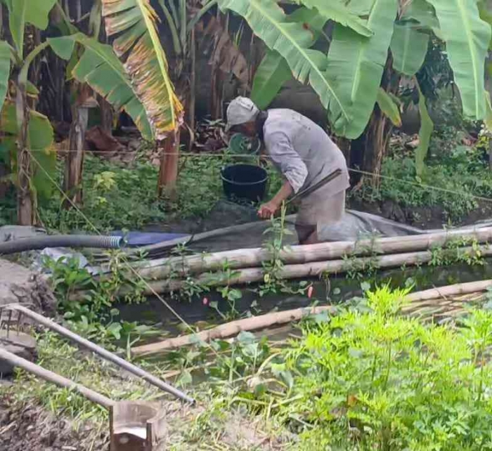 Mbah Wandi menangkap bibit ikan bawal (Dokumentasi pribadi: Isti Yogiswandani)