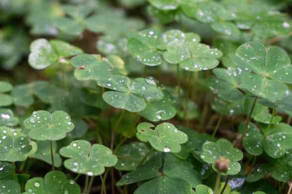 ilustrasi semanggi (sumber:freepik/wirestock)