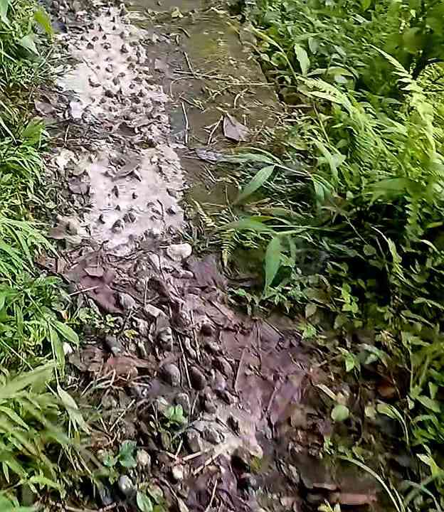 Jalan setapak. Perjalanan Tak Sengaja Menuju Air Terjun Widodaren(Dokumentasi pribadi: Isti Yogiswandani)