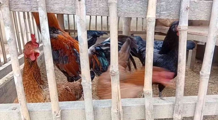 Kondisi Kandang Mini : Melola Farm