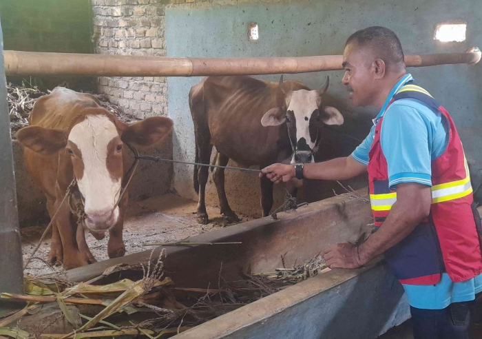 Pemeliharaan yang kurang baik, termasuk pemberian makanan membuat sapi lambat gemuk, bahkan penyakitan (dok foto: Gregorius Nafanu)