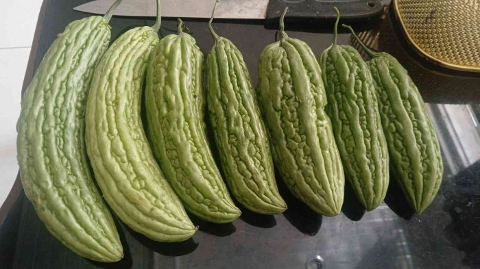 Pare dari mbak Yanti/dokpri