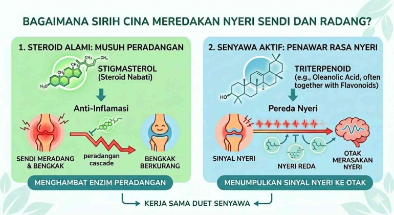Fitosterol SERING DICABUT KARENA DIANGGAP GULMA, RAHASIA LIPID TUMBUHAN SIRIH CINA ...