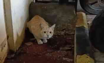 Oyen pasca melahirkan di tempat parkir. Foyo dokumentasi pribadi.