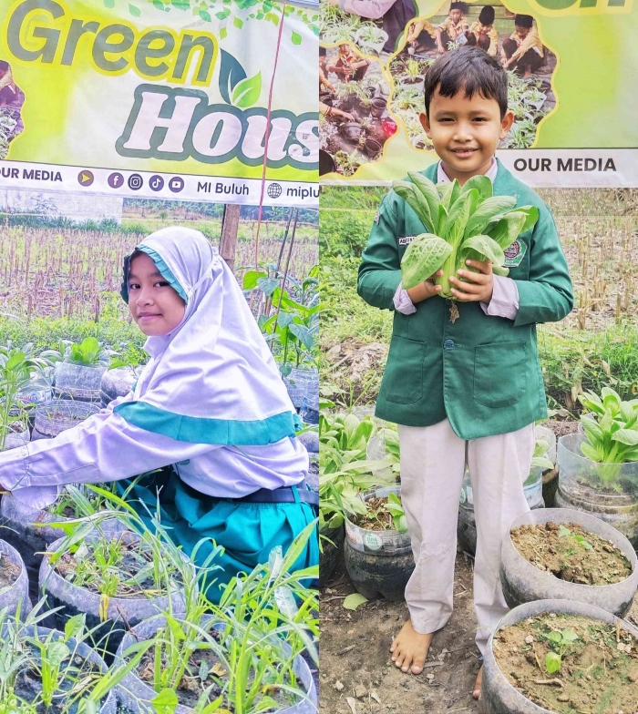 Siswa-siswi terlihat gembira dan antusias memanen tanaman di green house (Dokumentasi MI Bahrul Ulum Buluh)
