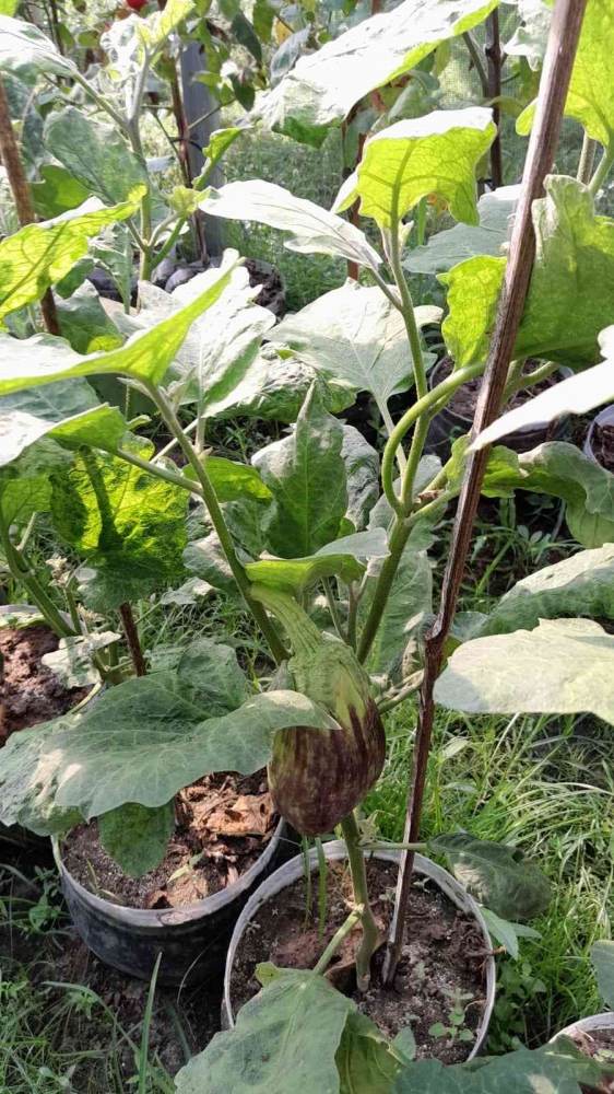 Tanaman terong untuk program Ecopreneur (Dokumentasi MI Bahrul Ulum Buluh)