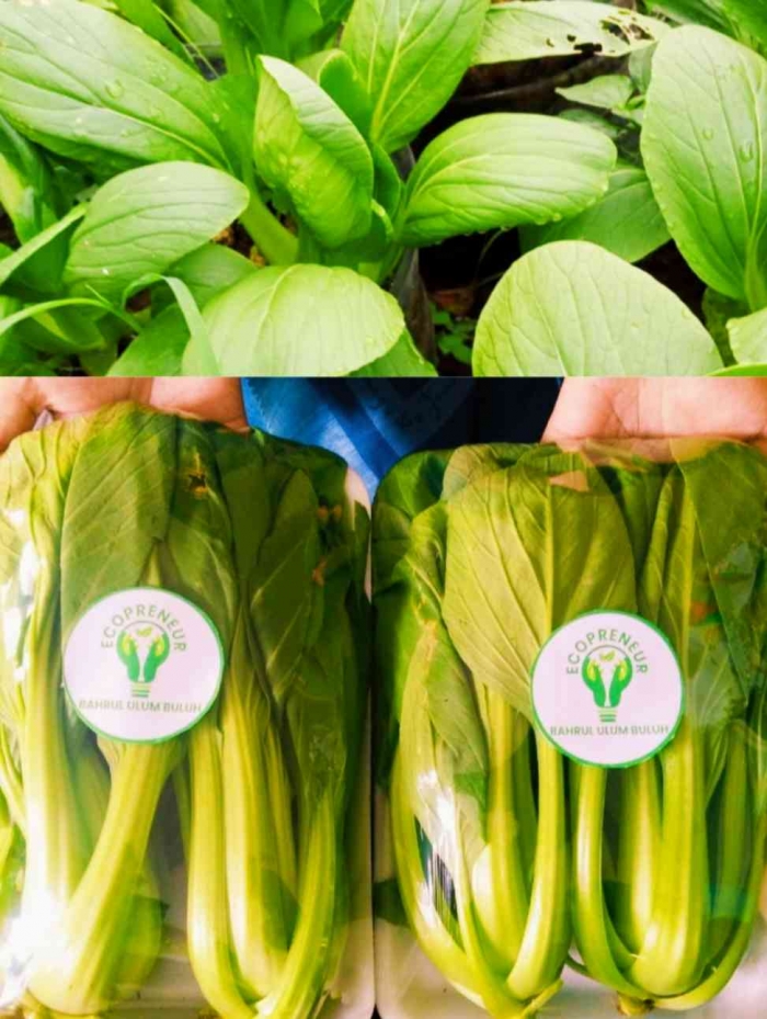 Sawi hijau, produk Ecopreneur MI Bahrul Ulum Buluh (Dokumentasi MI Bahrul Ulum Buluh)