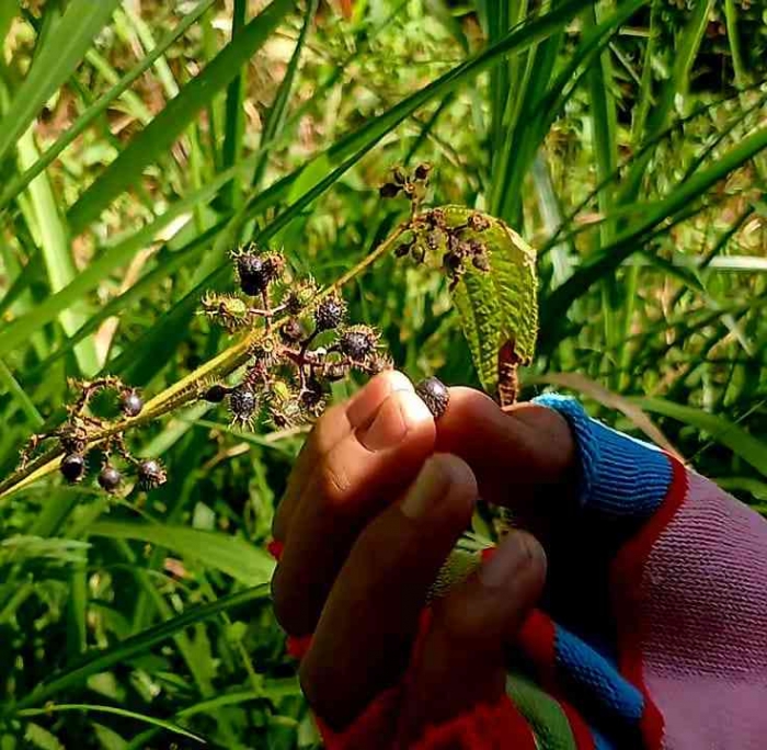 Yang kukira parijotho adalah tanaman kasapan (Dokumentasi pribadi: Isti Yogiswandani)