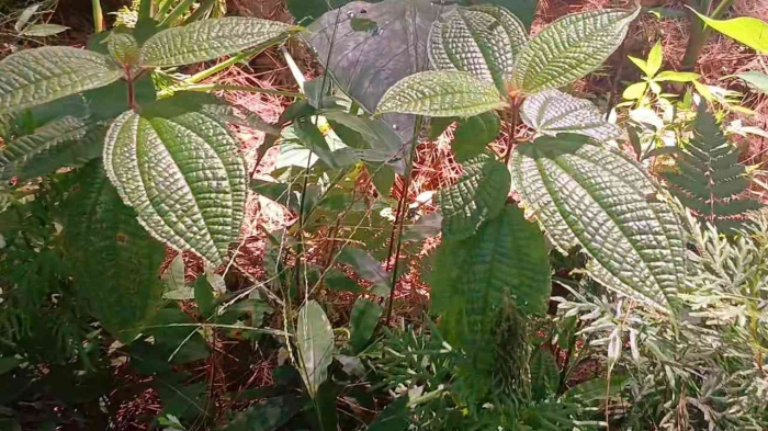 Clidemua hirta(kasapan)(Dokumentasi pribadi: Isti Yogiswandani)
