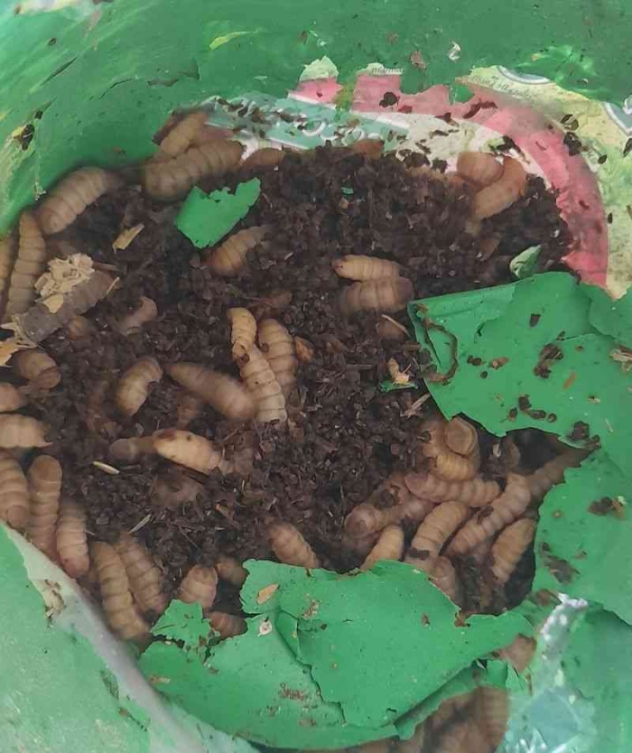 Larva maggot siap dipanen (dok foto: Gregorisu Nafanu)