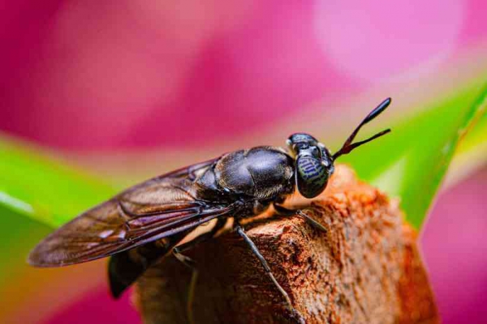Lalat BSF (dok foto: Pexels/Oktavianus Mulayadi via infoumkmindonesia.com)