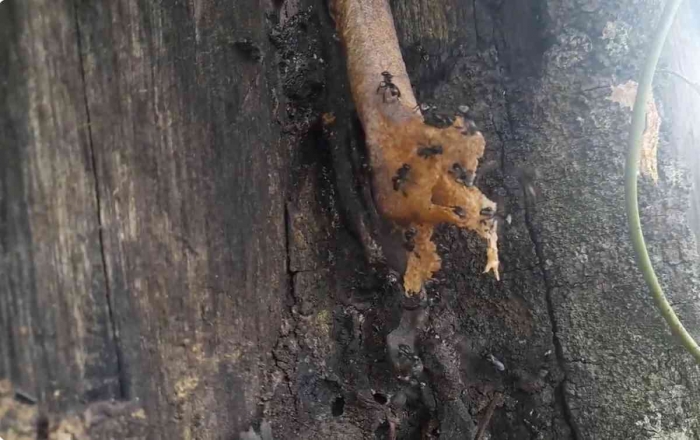 Lebah Klanceng liar membuat sarang di sela kayu mati, melindungi arangnya dengan lapisan propolis (dok: Gregorius Nafanu)