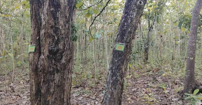 Semua pohon di hutan Guwosari tercatat nomernya. (Dokumen pribadi)