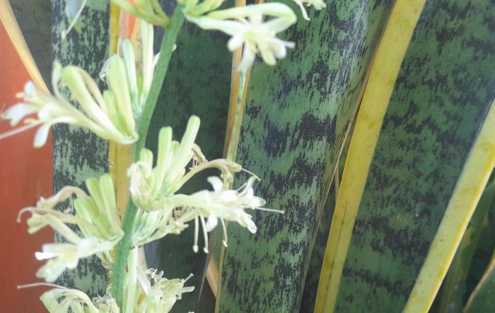 Daun dan bunga lidah mertua rebis kuning nan indah (dok foto: Gregorius Nafanu)