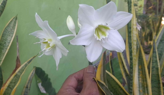 Amazon Lily si putih cantik nan eksotis ini punya aroma mirip bunga melati (dok: Gregorius Nafanu)