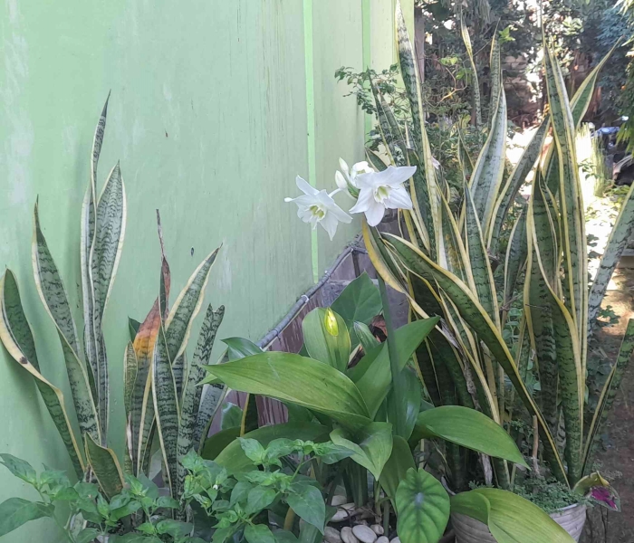 Amazon Lily, di antara tanaman koleksi lainnya di rumah (dok: Gregorius Nafanu)