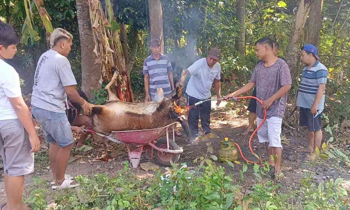 Penanganan kambing qurban di RT 11(Dokumentadi pribadi: Isti Yogiswandani)